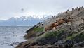 0701-dag-30-038-Terra del Fuego Ushuaia Beagle Canal